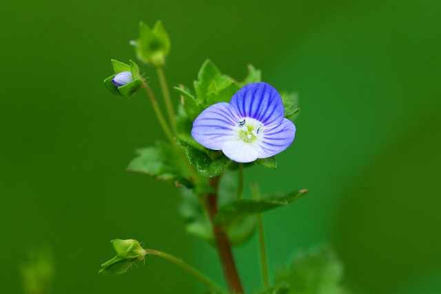 Fleur de véronique bleue