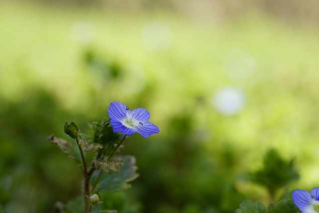 Speedwell flower meaning symbolize courage, pleasure, positivity, healing, and recovery. This makes it a good flower to offer to someone in need. 
