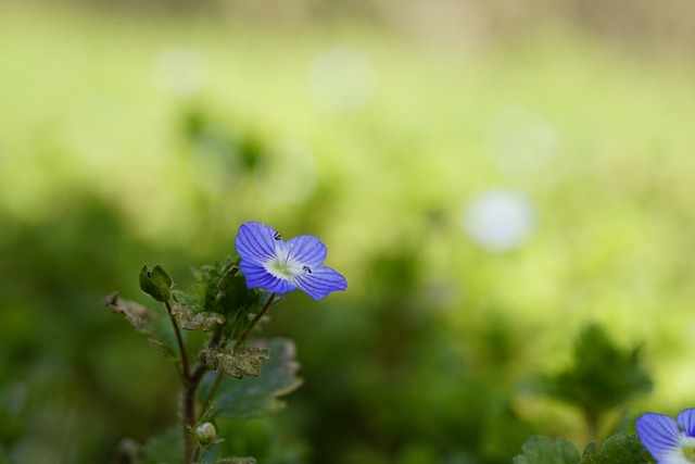 La signification de la fleur de Speedwell symbolise le courage, le plaisir, la positivité, la guérison et le rétablissement. Cela en fait une bonne fleur à offrir à quelqu’un dans le besoin.