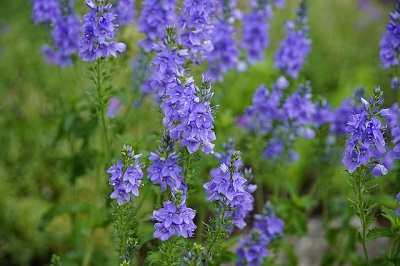 How To Grow Veronica Speedwell From Seeds