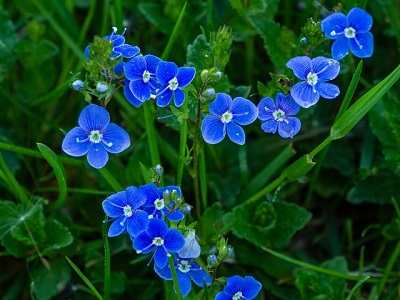 Entretien des fleurs de véronique