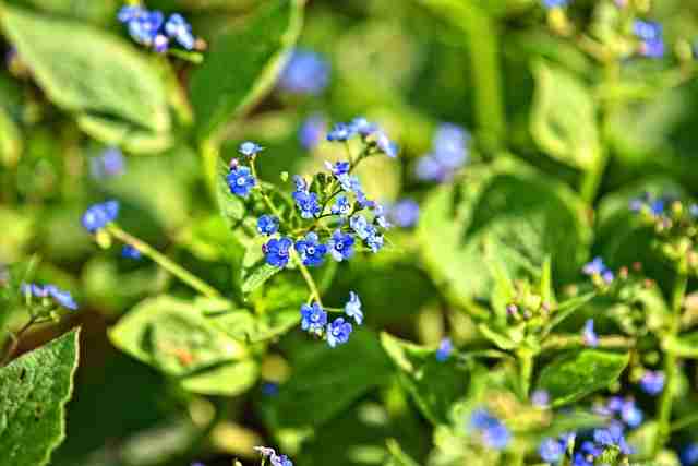 What does the speedwell flower mean?