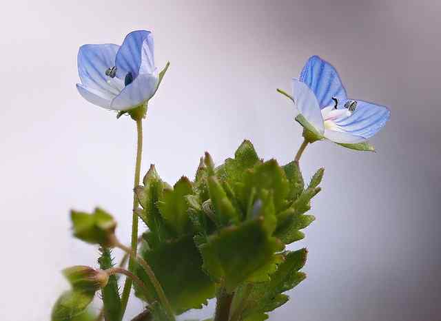 Entretien des plantes Veronica