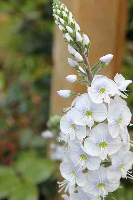 Fleur de véronique blanche