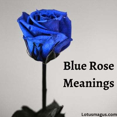 Signification de la rose bleue