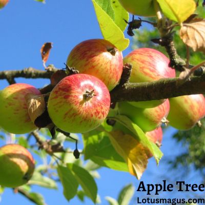 Branches de pommier poussant tout droit