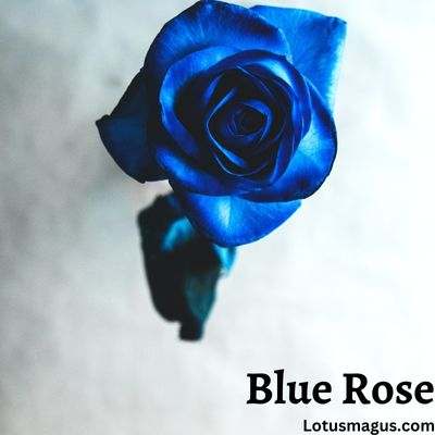 Symbolisme de la rose bleue