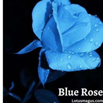 Que symbolise la rose bleue ?