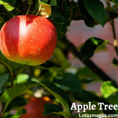 how to fix an over pruned apple tree