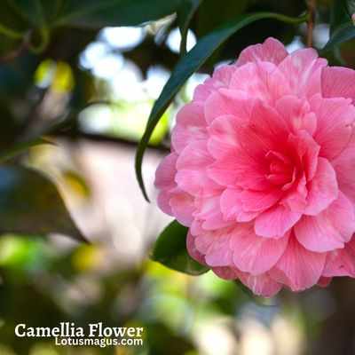 Camellia Flower colors