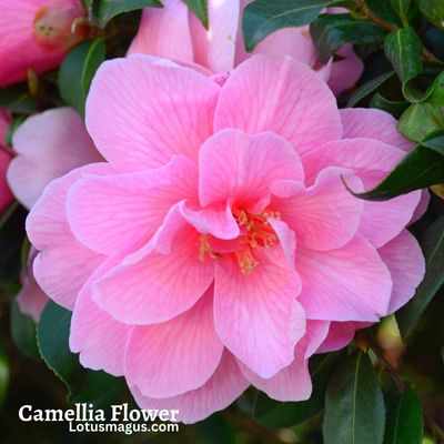 Camellia flower care and maintenance