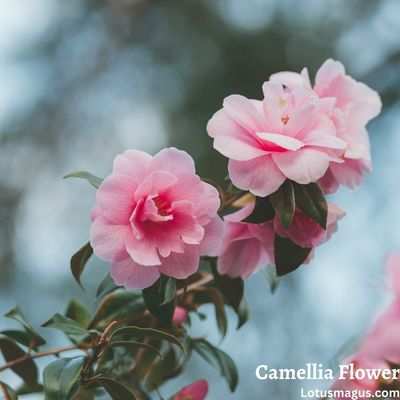 Camellia flower interesting facts and uses