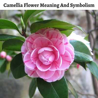 Camellia Flower Meaning And Symbolism