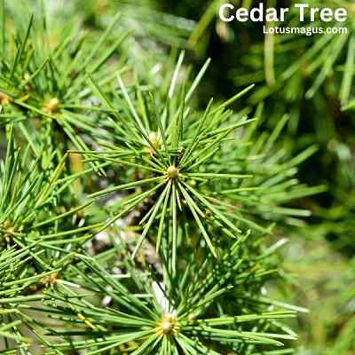 cedar tree special look difference grow problem