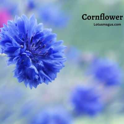 Cornflower care and maintenance