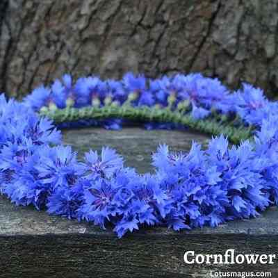 Cornflower benefits, uses