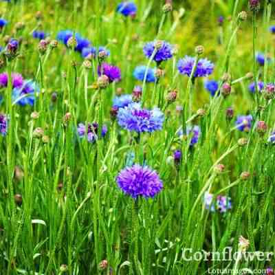 cornflower blue color facts