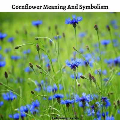 Cornflower Meaning And Symbolism