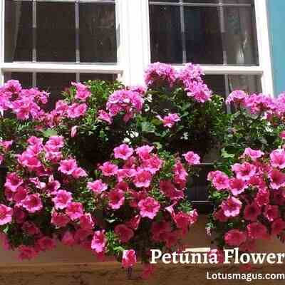 Petunia Flower uses