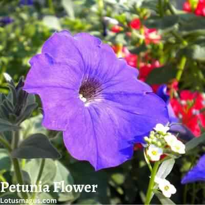 Petunia Flower Meaning