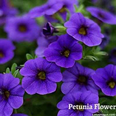 Petunia Flower benefits