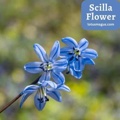 Scilla Flower uses
