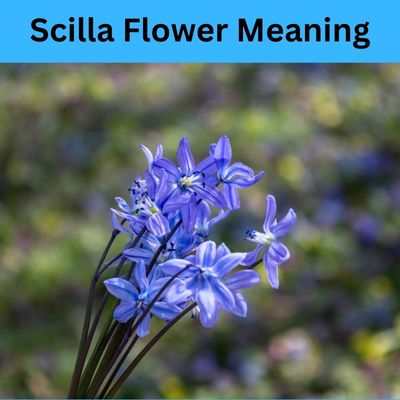 Scilla Flower Meaning (Squill) And Symbolism