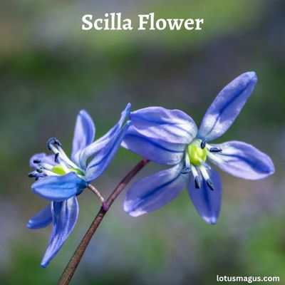 Scilla Flower benefits