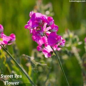 Sweet Pea benefits