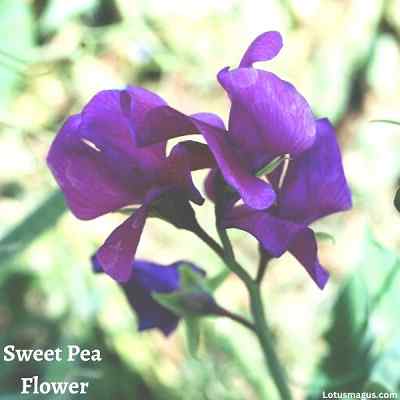 The Sweet Pea Flower spiritual meaning