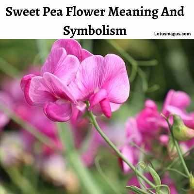 Sweet Pea Flower Meaning And Symbolism