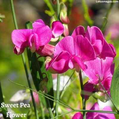 Sweet Pea interesting facts