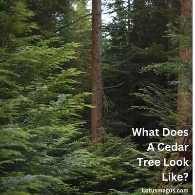 What Does A Cedar Tree Look Like?