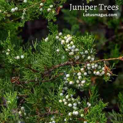 juniper tree / shrubs smell scent cat pee urine 