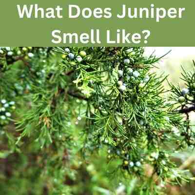 What Does Juniper Smell Like?