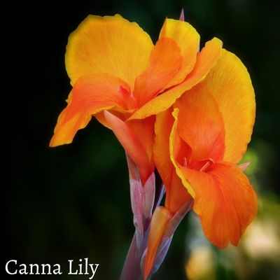 Canna Lily Flower uses