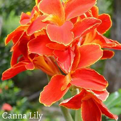 Canna Lily in popular culture