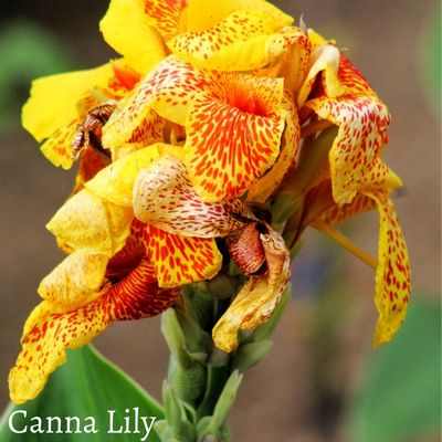 Canna Lily symbolism