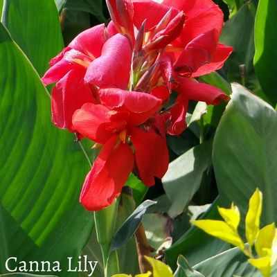 Canna Lily Meaning