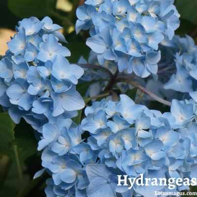 How to Prune Hydrangeas