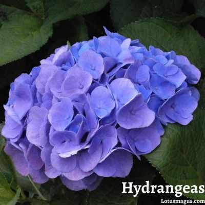 When to Prune Hydrangeas