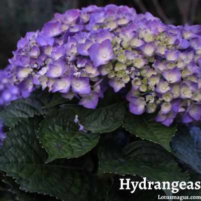 How to Cut Back Hydrangeas for Winter