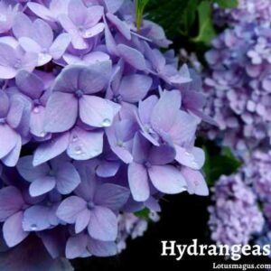 How do I prepare my hydrangeas for winter?