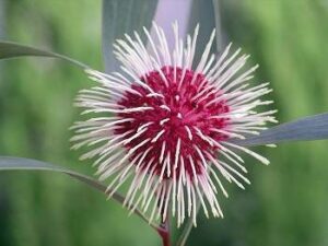 Pincushion Flower Spiritual meaning