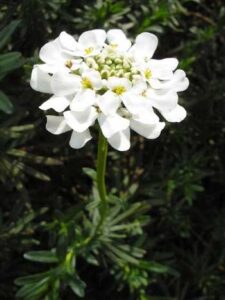 Candytuft Flower Spiritual meaning
