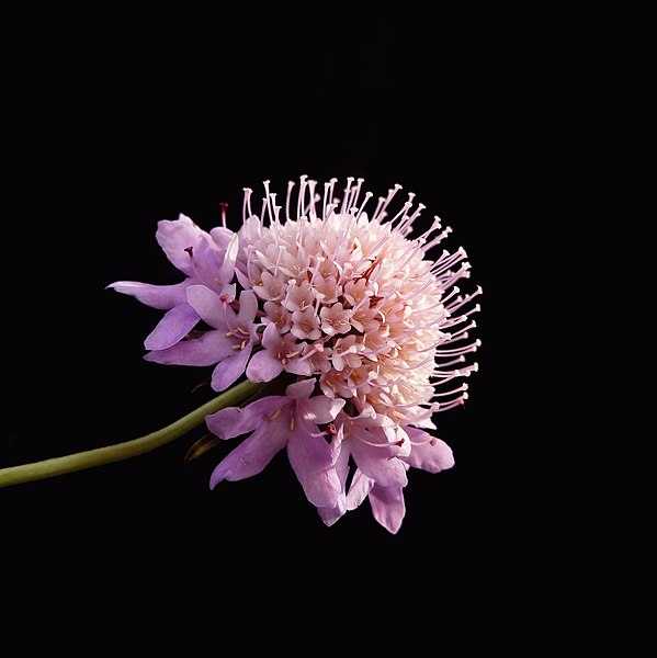 Pincushion Flower Meaning
