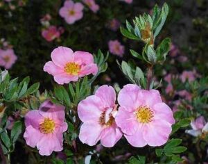 Pink Potentilla Flower