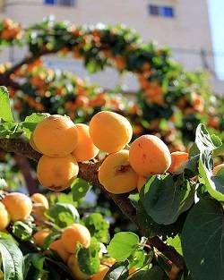 How to Prune an Overgrown Apricot Tree