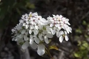 Candytuft Flower Origin