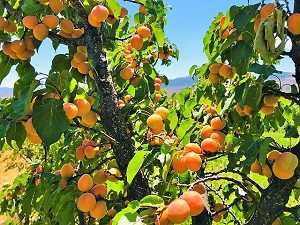 How to Prune Apricot Trees in Winter
